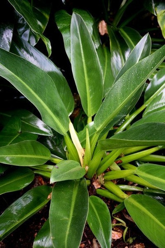 Imagem 7 de 10 de Muda De Pacová-philodendron Martianum Lindas Para Interiores