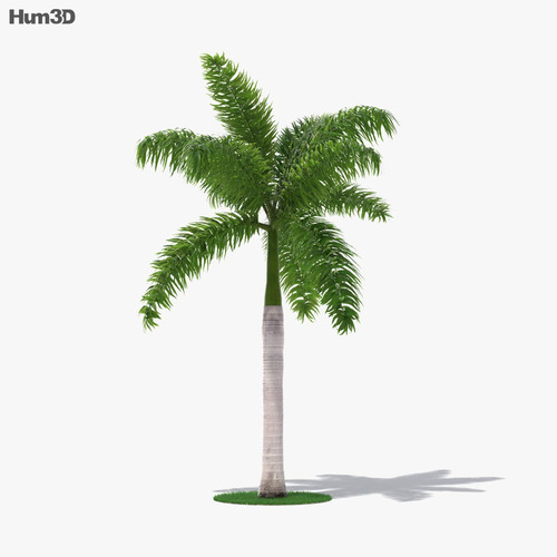Palmera Imperial Real Cubana Roystonea Regia Granpalmera 2m