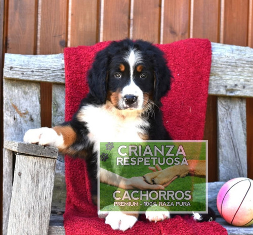Boyero De Berna De Selección, Cachorros En Caba 100% Puros.