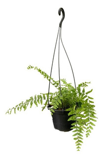 Planta Veiling Holambra Jardim Jardinagem Plantas | MercadoLivre 📦