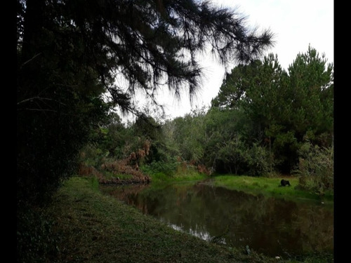 Chácara 5.000 M² - Morungava - Gravataí - Rs - 1916 - 32875112