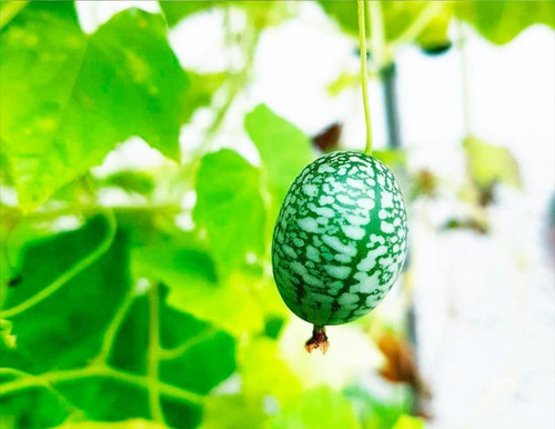 20 Semillas Exóticas De Cucamelon Sandía Ratón, Sandía Enana