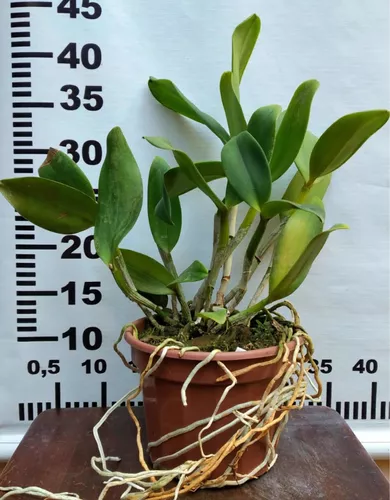 Orquidea Cattleya Blc Durigan Gemini - Perfumada * Adulta *