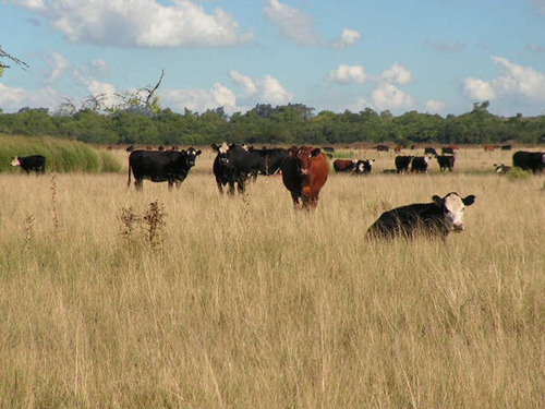 Campo En Venta En Treinta Y Tres Ref. 9285 (ref: Cbr-1097)