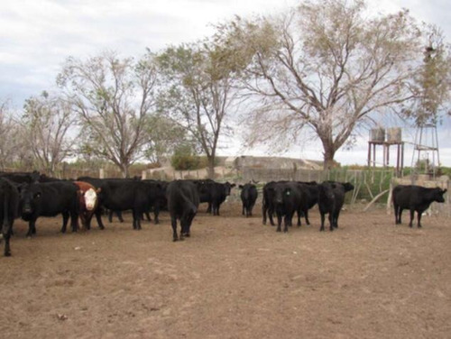 Imagen 3 de 14 de Campo - La Pampa Caleu Caleu
