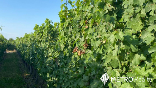 Viñedo Premium En Valle De Uco