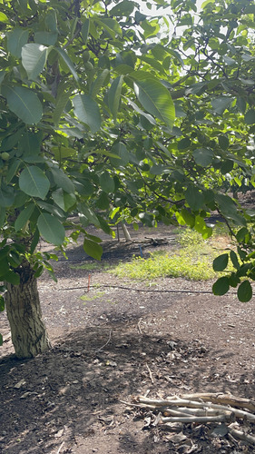 Se Vendevendo Parcela En El Melón, Con Plantación De Nogal