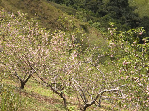 Finca Municipio Tovar Aragua