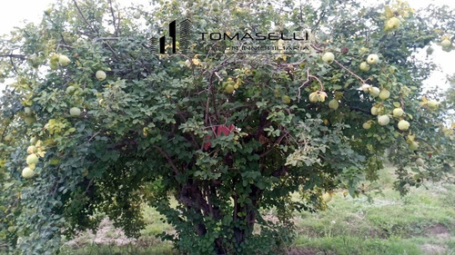 Venta - Chacra Con Casa Y Plantacion- Rama Caida - Mendoza