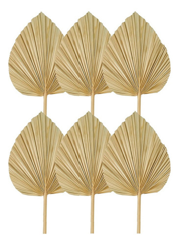 Abanicas De Palma Secas De Forma Natural Con Hojas De Palma