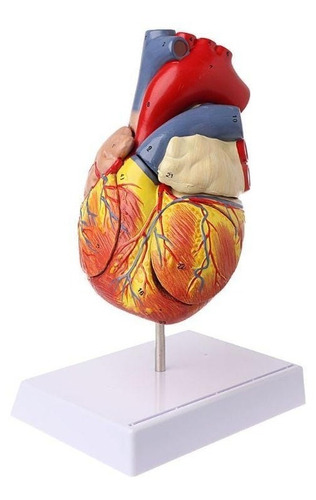 Corazón Modelo Anatómico