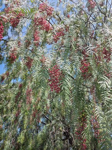 150 Semillas De Arbol De Pirul