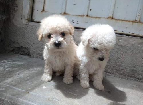 French Poodle Minitoy Puros