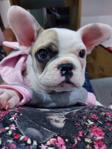 Imagem 2 de 4 de Cachorro Bulldogue Francês