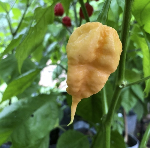 150 Semillas De California Reaper (extrapicante)