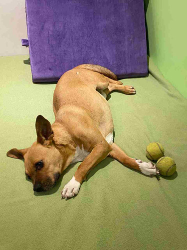 Pedro, Macho, 13kg, En Adopcion, Un Dulce!, Leer Todo