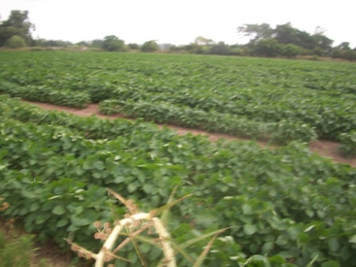 Imagen 3 de 12 de Venta Campo 19 Hectareas En Exaltacion De La Cruz