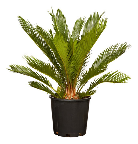 Palmera Botella Pequeña Planta