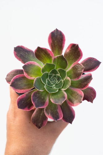 Aeonium River Stone Suculenta Colección N° 8