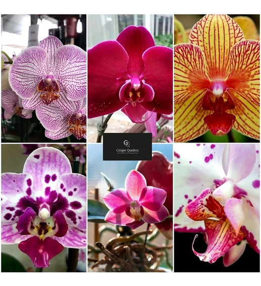 Orquidea Phalaenopsis | MercadoLivre 📦