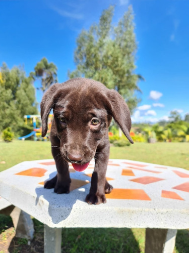 Perros Cachorros Labrador Retriever Mascotas Can Puppy Pet