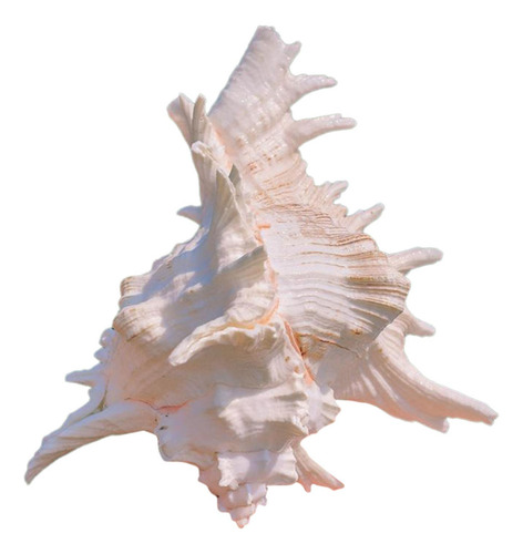 Adorno De Concha De Caracol Para Acuario, 11 A 13 Cm