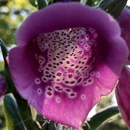 50 Sementes De Dedaleira Digitalis Purpurea Flor