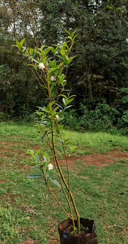 Planta Cerella En Produccion 80 Cm Maceta 5 Litros Ultimos 3