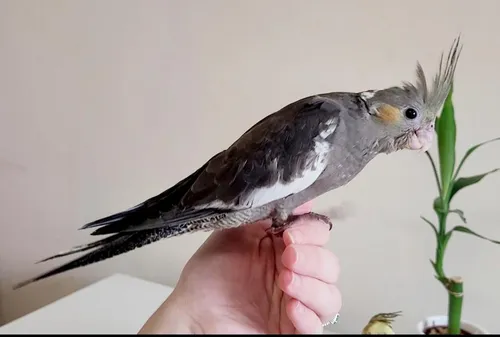 Calopsita Mansa Pet Com Garantia De Saude