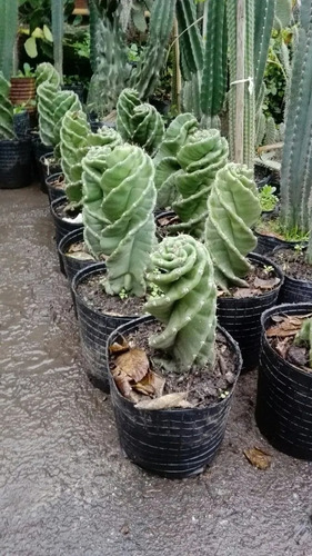 Imagen 5 de 5 de Cactus Espiralado Chico