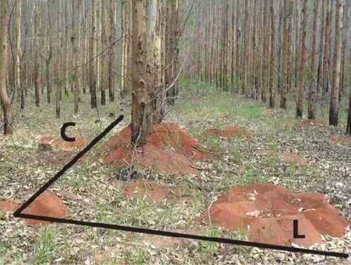 Atrativo Para Atrair As Formigas Cortadeiras E Elimina-las