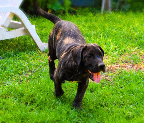 Presa Canario Cachorros Con Pedigree