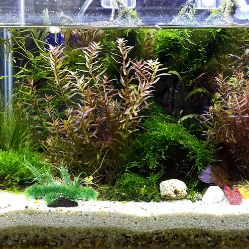 Simulación De Acuario, Pecera Acuática, Paisaje Artificial D