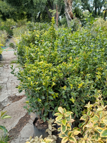 Olea Texana Verde Y Variegada, 1.30m Cerco Vivo Excelente! Verde Y Variegado
