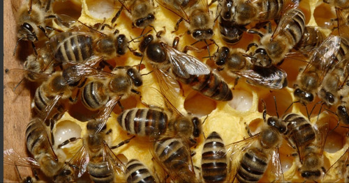 Miel De Abejas Pura 100%, 1 Litro/1.350 Gr C/u ( 2 Piezas )