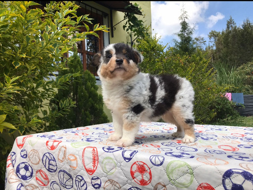 Espectaculares Cachorros Pastor Ovejero Australiano 