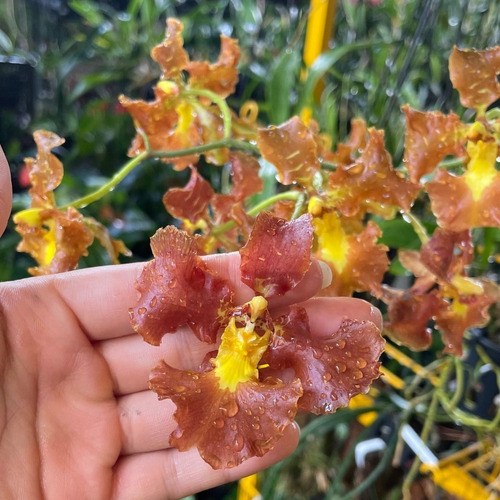 Oncidium Crispum Orquídea Exótica Espécie Nativa Incrível