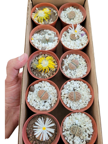 Caja Piedras Vivas Lithops.10 Unids.suculenta Africa Blanco