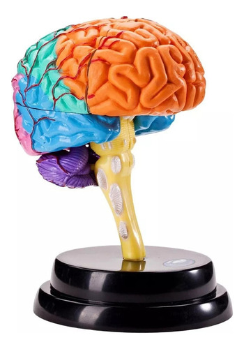 Modelo De Función De Herramienta De Anatomía Cerebral Color A