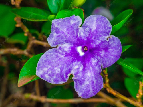 Muda De Manacá De Cheiro Perfumado Atrai Borboletas Pássaros