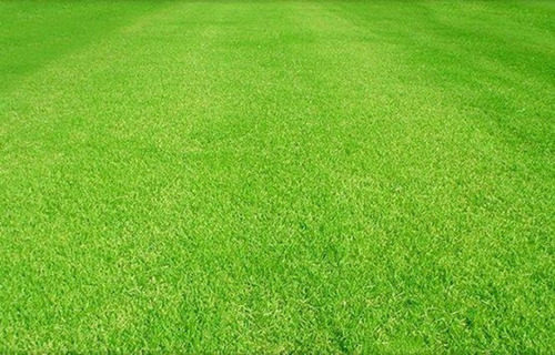 2 Kg De Sementes De Grama Esmeralda Select Plus Para 2000 M2