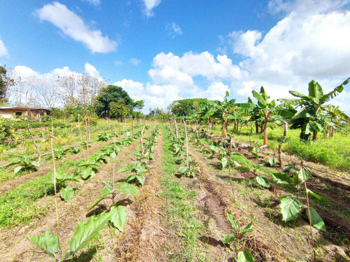 Imagen 14 de 18 de Se Vende Finca Av Cruz Peraza Maturin Ve01-1293cp-mamot