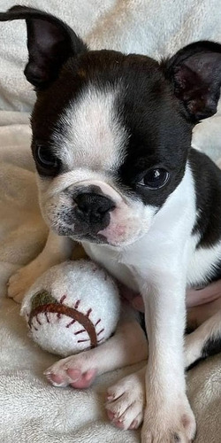 Cachorro Boston Terrier Puppy Boston Perrito