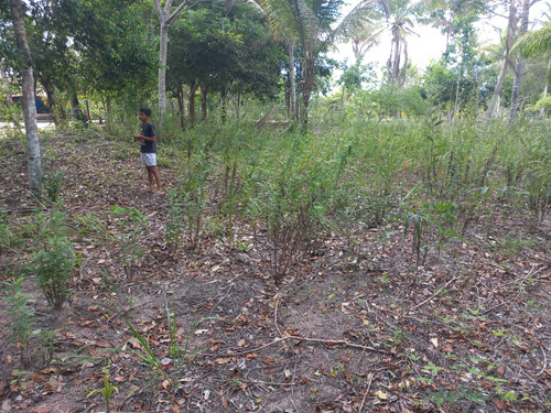 Vende-se Terrenos Em Corumbau Prado Bahia