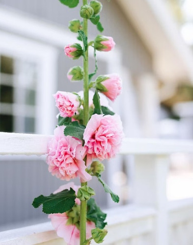 20 Semillas De Flor De Malva Real Rosita 