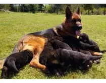 Comprar Cachorra Pastor Aleman.con Dos Vacunas.padres De Pedigre!