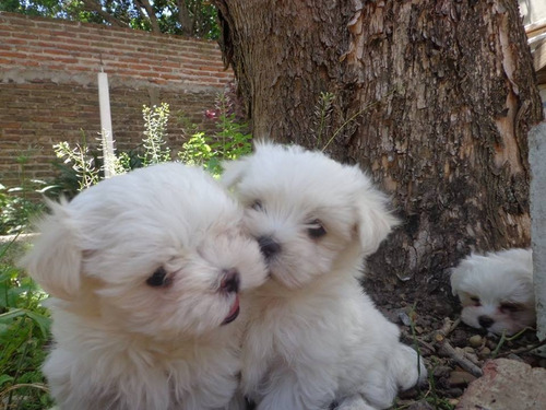 Maltes Cachorros Machos Desp. Y Vacunados