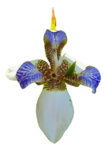 Iris Caminante O Neomarica