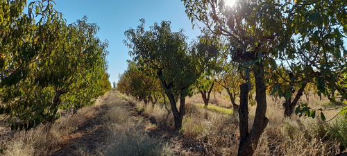 Imagen 5 de 12 de Finca 4 Has. G Alvear Mendoza. 100% En Producción. Casa Y Galpón. Sobre Asfalto. Podría Considerar Alguna Permuta Que No Sea Inmueble. Precio Conversable.