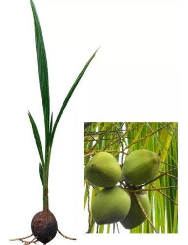 Kit Com 10 Mudas De Coco Anão Verde E 4 Coco Anão Amarelo